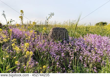 Basalt Boulders In The Midst Of Lush Greenery And Flowers In A Meadow In The Golan Heights In Northe