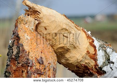 Betulla albero rosicchiato dai castori