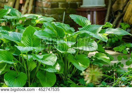 Green Hosta Leavs, Illuminated By The Morning Sun In Private Possession.