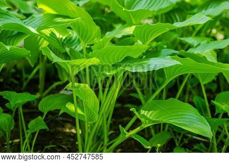Green Hosta Leavs, Illuminated By The Morning Sun In Private Possession.