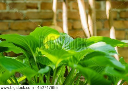 Green Hosta Leavs, Illuminated By The Morning Sun In Private Possession.