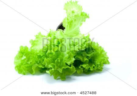 Grøn salat