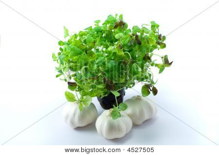 Grøn Oregano på potten med hvidløg