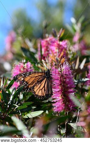 Monarch Butterfly Feeding On Nectar Of A Vibrant Pink Australian Bottlebrush Flower, Callistemon Vio