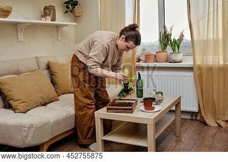 Woman Working In Home Garden, Scindapsus Neon Plant . Transplanting Flowers Into Pots And Replacing 