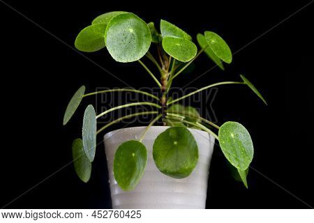 Small Pilea Peperomioides House Plant In A Gray Pot In Front Of A Black Wall, Chinese Money Plant, C