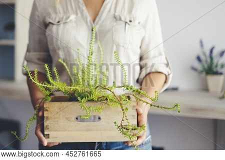 Close Up Of Mid Section Woman Holding Green Plant At Home With Living Room Inbackground. Home Indoor