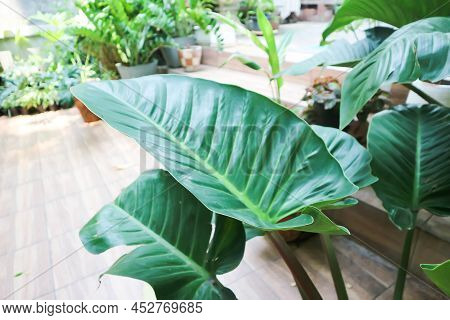 Philodendron, Philodendron Red Congo Or Araceae Plant