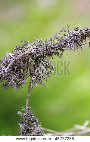 Detalje af en Lichen