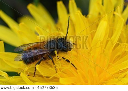 Closeup On A Small Male Red Mason Bee, Osmia Rufa, Sitting On A Yellow Dandelion Flower, Taraxacum O