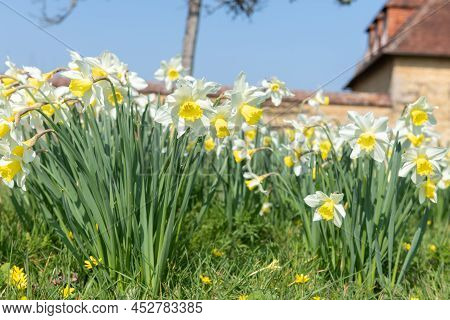 Daffodil (narcissus) Flowers