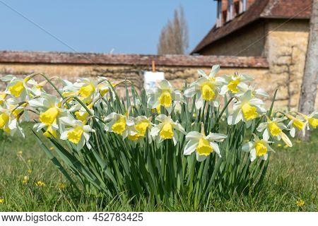 Daffodil (narcissus) Flowers