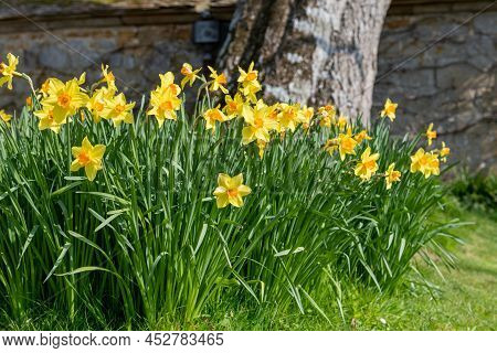 Daffodil (narcissus) Flowers