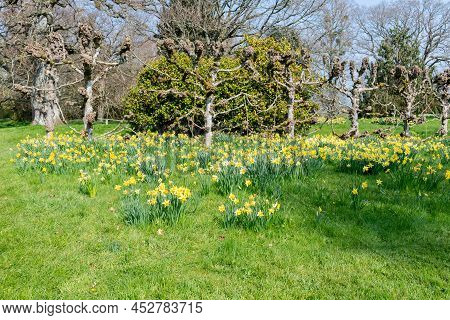 Daffodil (narcissus) Flowers
