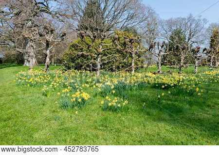 Daffodil (narcissus) Flowers