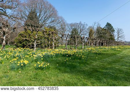 Daffodil (narcissus) Flowers