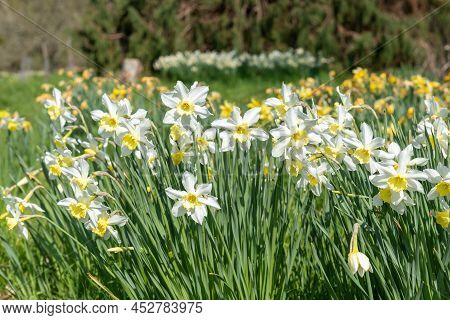 Daffodil (narcissus) Flowers