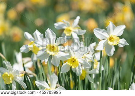 Close Up Of Daffodil (narcissus) Flowers In Bloom