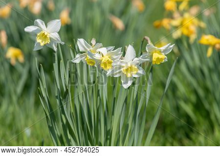 Daffodil (narcissus) Flowers