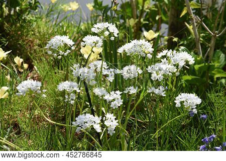 Allium Cowanii (allium Neapolitanum) Flowers. Amaryllidaceae Pennial Bulbouus Plants. The Flowering 