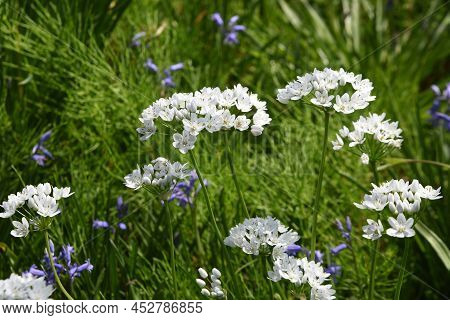 Allium Cowanii (allium Neapolitanum) Flowers. Amaryllidaceae Pennial Bulbouus Plants. The Flowering 