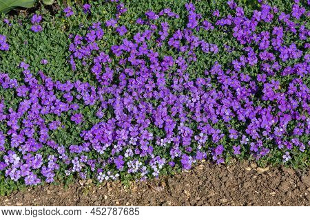 Lilacbush (aubrieta Deltoidea) Flowers