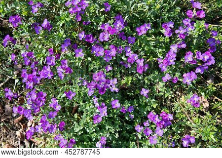 Lilacbush (aubrieta Deltoidea) Flowers