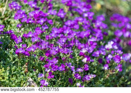 Lilacbush (aubrieta Deltoidea) Flowers