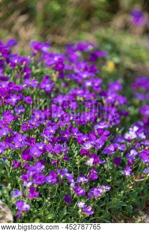 Lilacbush (aubrieta Deltoidea) Flowers