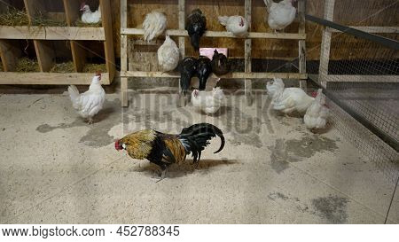 Cochinchina Chickens On A Farm Inside. Chicken And Rooster Cochinhin In The Aviary Of The Poultry Ho