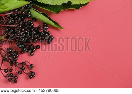 Elderberry Berries Close-up On A Burgundy Background.sambucus Berries.elderberry Harvest. Top View, 