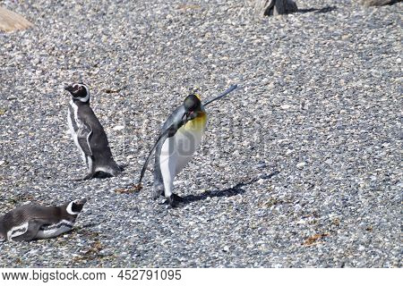 King Penguin On Martillo Island Beach, Ushuaia