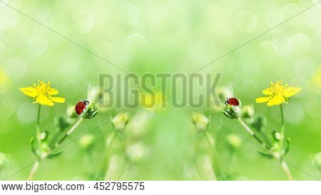 Summer Unfocused Background With Yellow Flowers And Ladybugs. Selective Focus