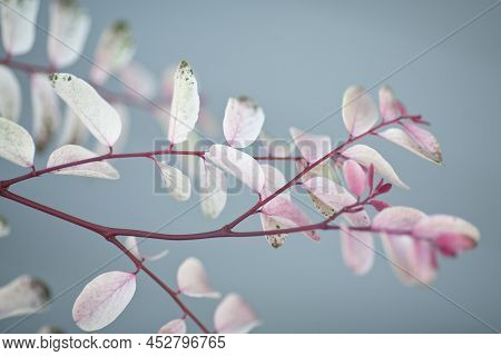 Branch With Multicolored Leaves With Blurred Blue Background. Pastel Colors. Selective Focus.