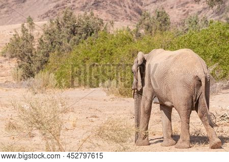 Impression Of An African Desert Elephant - Loxodonta Africana- Wandering In The Desert In North West