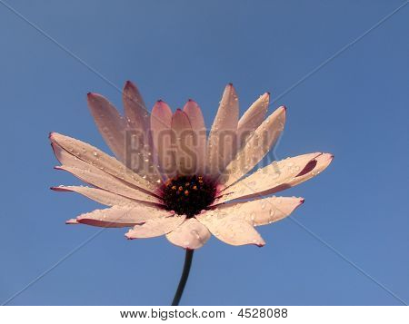 Kosmos blomst