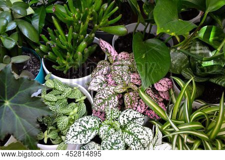 House Plants. Greenery. Home Potted Plant Top View. Epipremnum. Syngonium. Aichryson. Chlorophytum. 