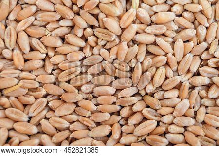 Dried Whole Grain Kernels Of Wheat Close-up. Wheat Grain Background. Selective Focus In The Center.