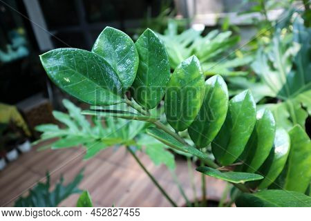 Zamioculcas Zamifolia , Zanzibar Gem Or Araceae Plant