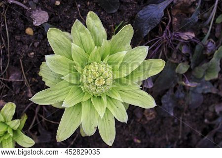 Petasites Japonicus, Also Known As Butterbur, Giant Butterbur, Great Butterbur And Sweet-coltsfoot I