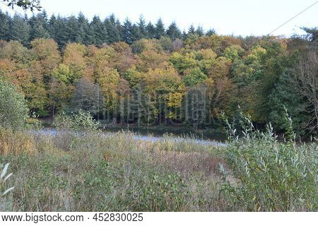 View Across The Swamp And Reed Area To Holzmaar In Late Summer