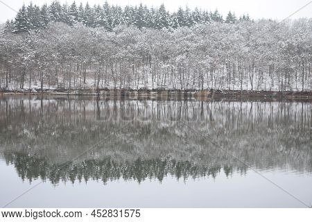 Snowy White Forest Reflected In Holzmaar In The Eifel