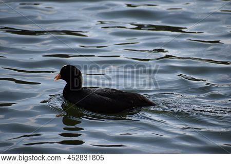 A Coot Swimming In The Blue Lake Water