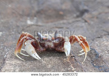 Duch krab