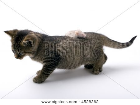 Katze und Maus