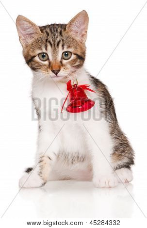Sevimli kedi yavrusu