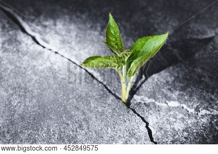 Green Sprout Growing In Stone Slab - Rebirth, Revival, Resilience And New Life Concept