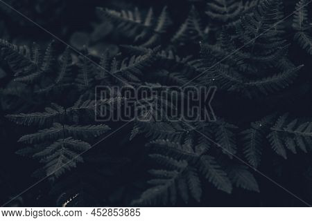 Organic Nature Background. Rainforest Jungle Landscape. Fern Leaves Banner. Landscape. Fern Plants I