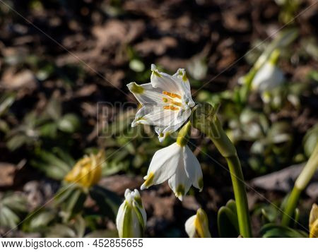 The Spring Snowflakes - Leucojum Vernum - Single White Flowers With Greenish Marks Near The Tip Of T