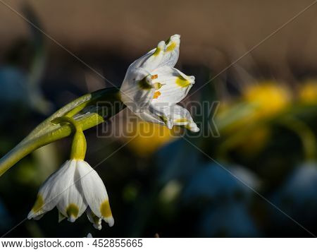 The Spring Snowflakes - Leucojum Vernum - Single White Flowers With Greenish Marks Near The Tip Of T